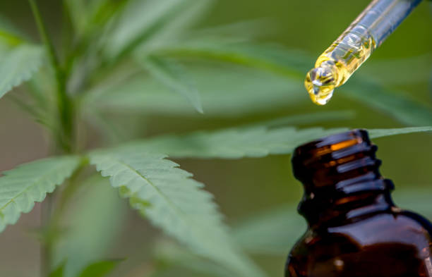 Is Full Spectrum CBD Oil Canada Legal? What You Should Know